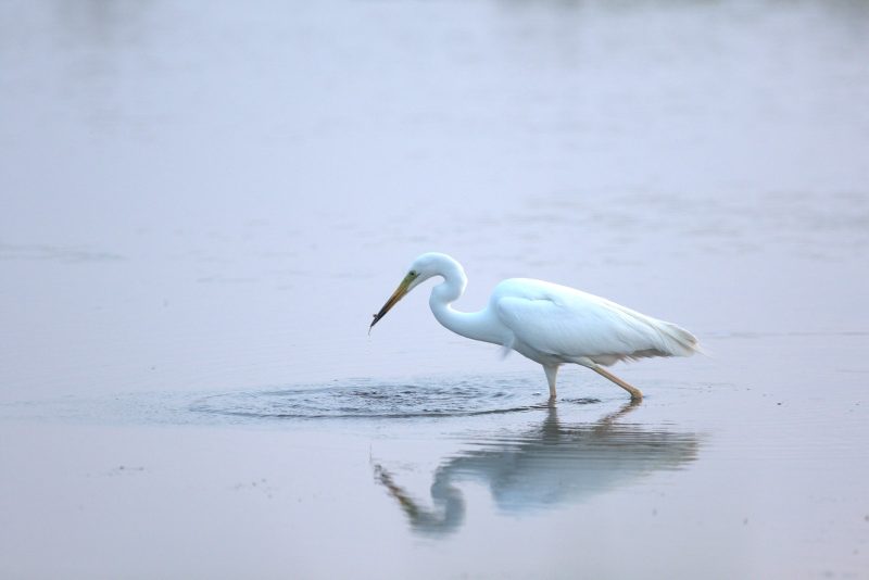Agrandir l'image Sortie vélo ornitho (image 4)