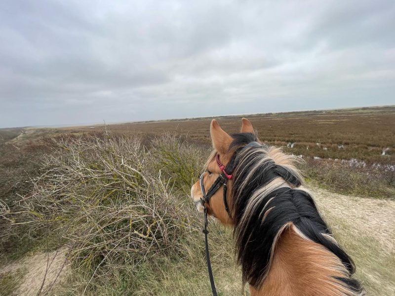Agrandir l'image Immersion dans la nature à poney (image 3)