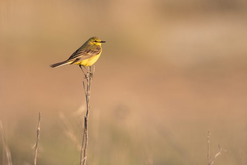 Agrandir l'image Sortie vélo ornitho (image 5)