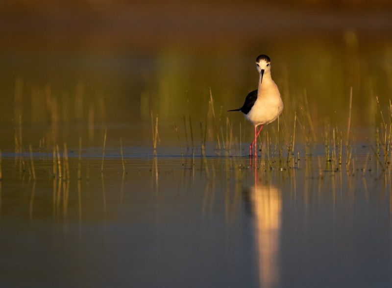 Agrandir l'image Sortie vélo ornitho (image 6)