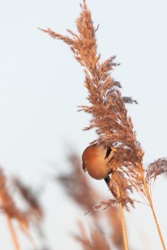 Agrandir l'image Sortie vélo ornitho (image 7)