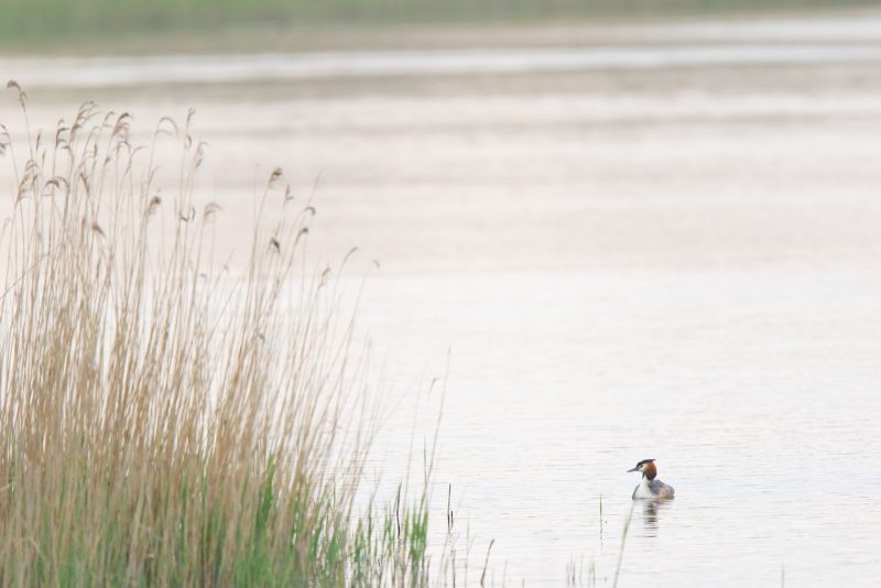 Agrandir l'image Sortie vélo ornitho (image 3)
