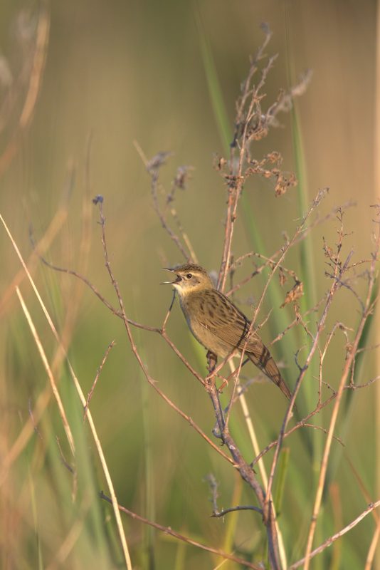 Agrandir l'image Sortie vélo ornitho (image 2)